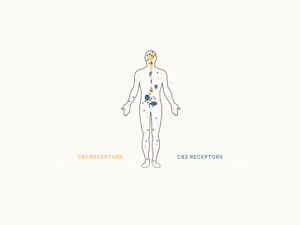 The CB Receptors in the endocannabinoid system
